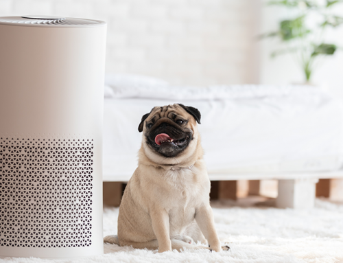 Stay Healthy This Winter With an Air Purification System